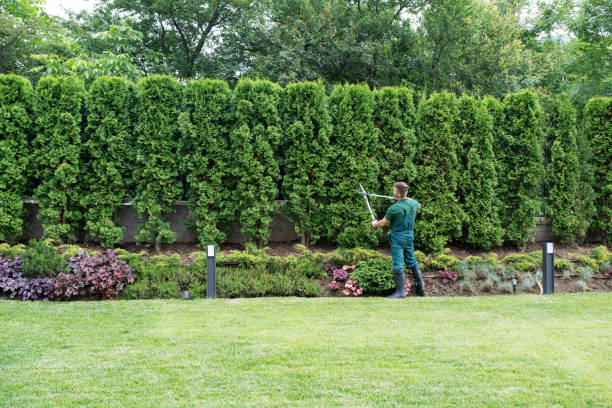 Professional Tree Services in Strathmore, NJ